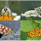 Schmetterlinge schenken Freude! (4) * - Un regard en arrière et en avant: papillons.