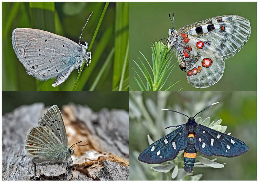 Schmetterlinge schenken Freude! (5) * - Un regard en arrière et en avant: papillons.