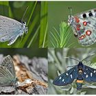 Schmetterlinge schenken Freude! (5) * - Un regard en arrière et en avant: papillons.