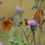 Schmetterlinge, Schmetterlinge und nochmals Schmetterlinge...