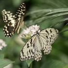 Schmetterlinge schwarz-weiß