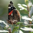 Schmetterlinge sehen von nah echt eckelig aus :D