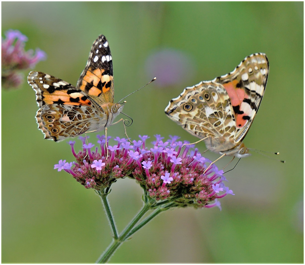 Schmetterlinge sterben aus