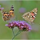 Schmetterlinge sterben aus