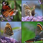 Schmetterlinge : Tagpfauenauge, Perlmuttfalter und einen Sonnenröschen-Bläuling