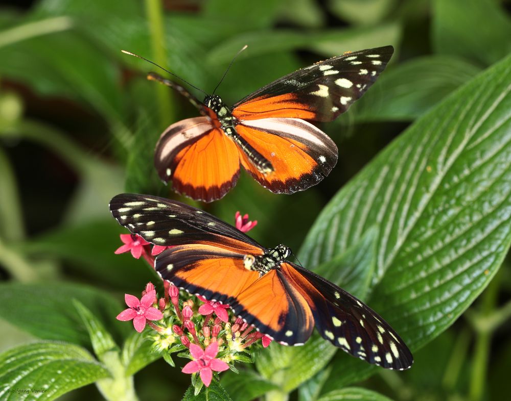 Schmetterlinge Tarricina Long Wing Tithorea tarricina