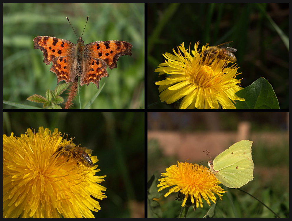 Schmetterlinge und Bienen