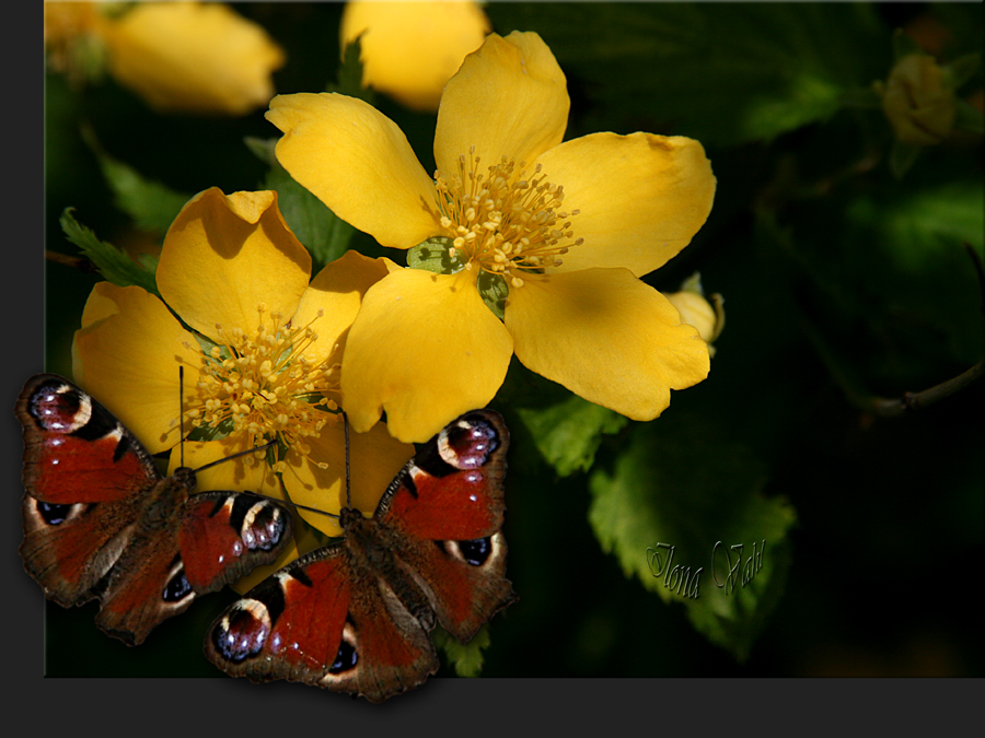 Schmetterlinge und Blümchen.....