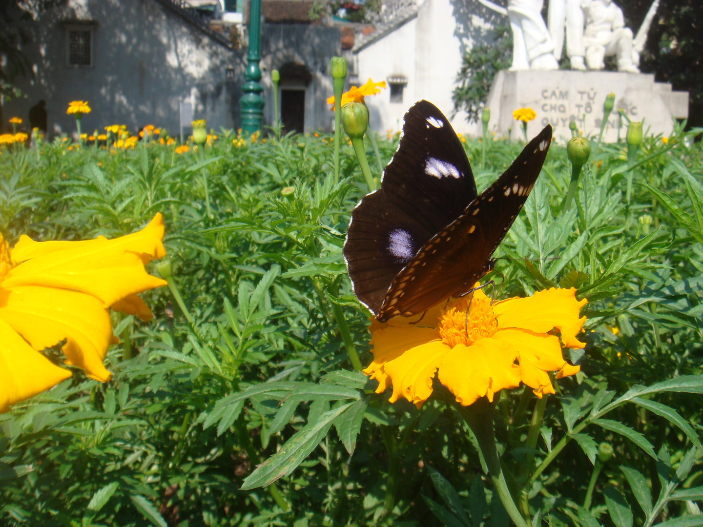 Schmetterlinge und Blumen