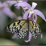 Schmetterlinge und Orchideen...