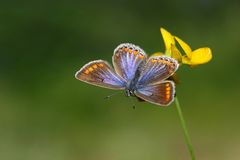 Schmetterlinge und Sonne........... sind auch nicht zu verachten ;O)