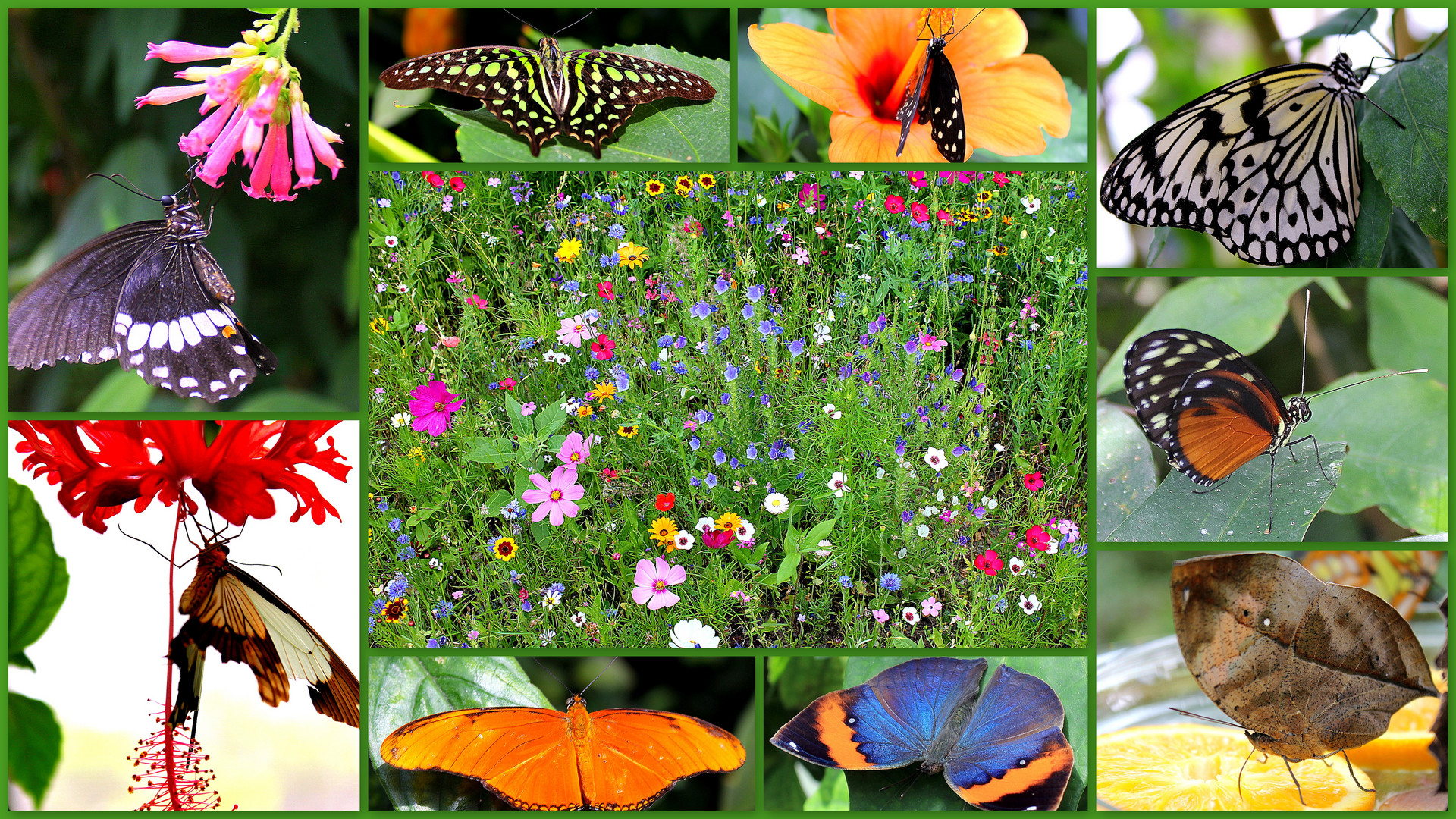 Schmetterlinge und Wiesenblumen