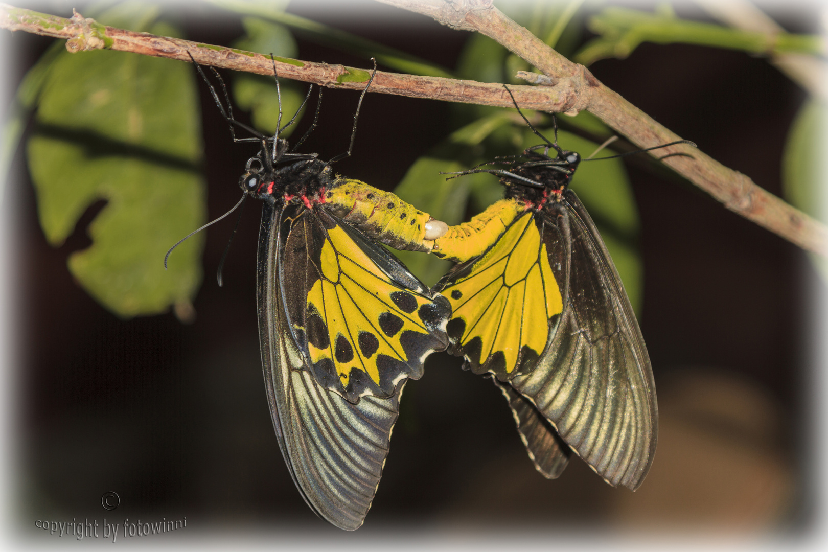 Schmetterlinge (Vandepolli) bei der Paarung
