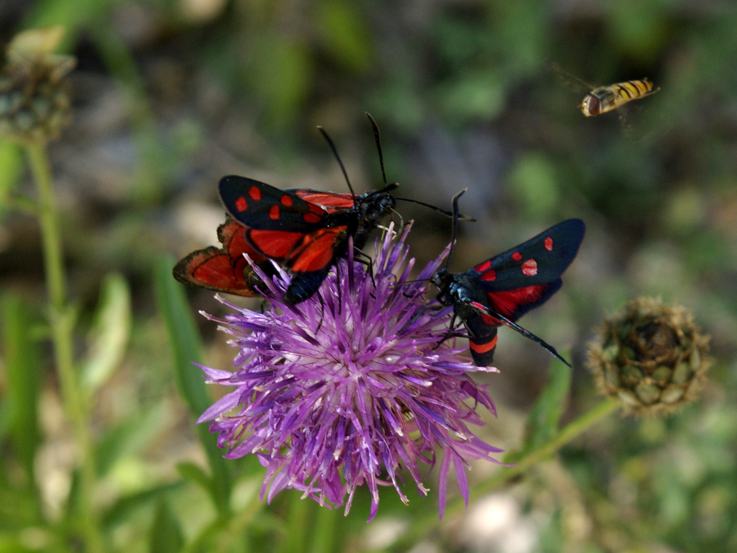 Schmetterlinge Vercors