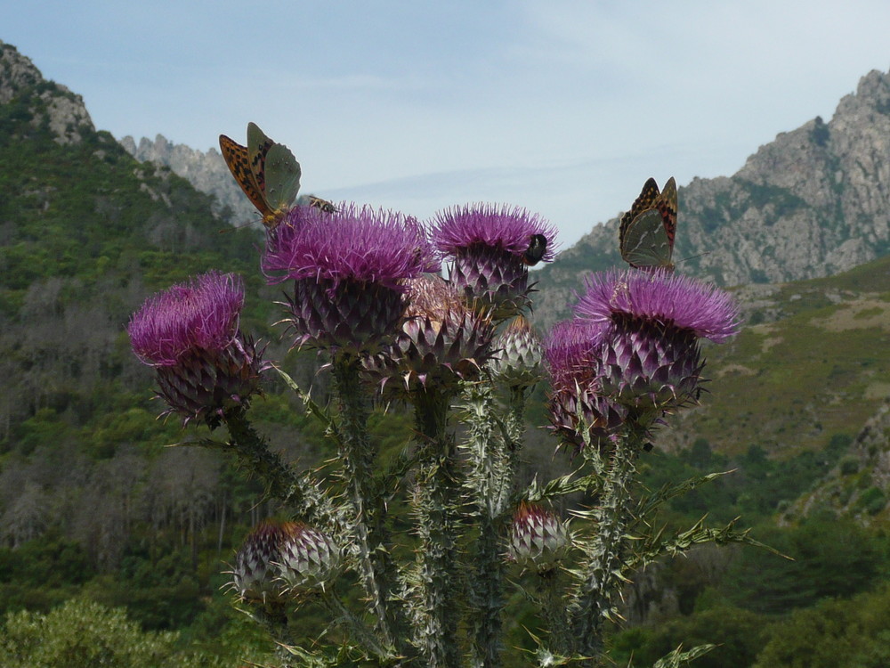 Schmetterlinge vor Bergpanorama