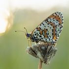 Schmetterlinge weinen nicht – sie sterben leise! (12) - Roter Scheckenfalter