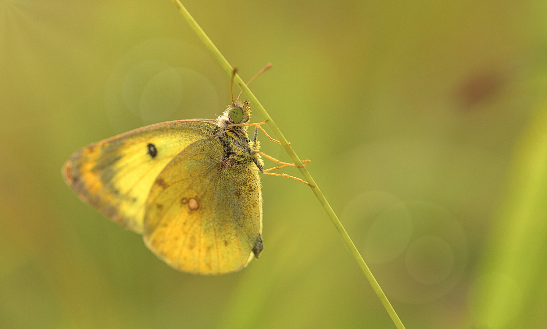 Schmetterlinge weinen nicht – sie sterben leise! (2) – Goldene Acht solo