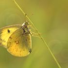 Schmetterlinge weinen nicht – sie sterben leise! (2) – Goldene Acht solo