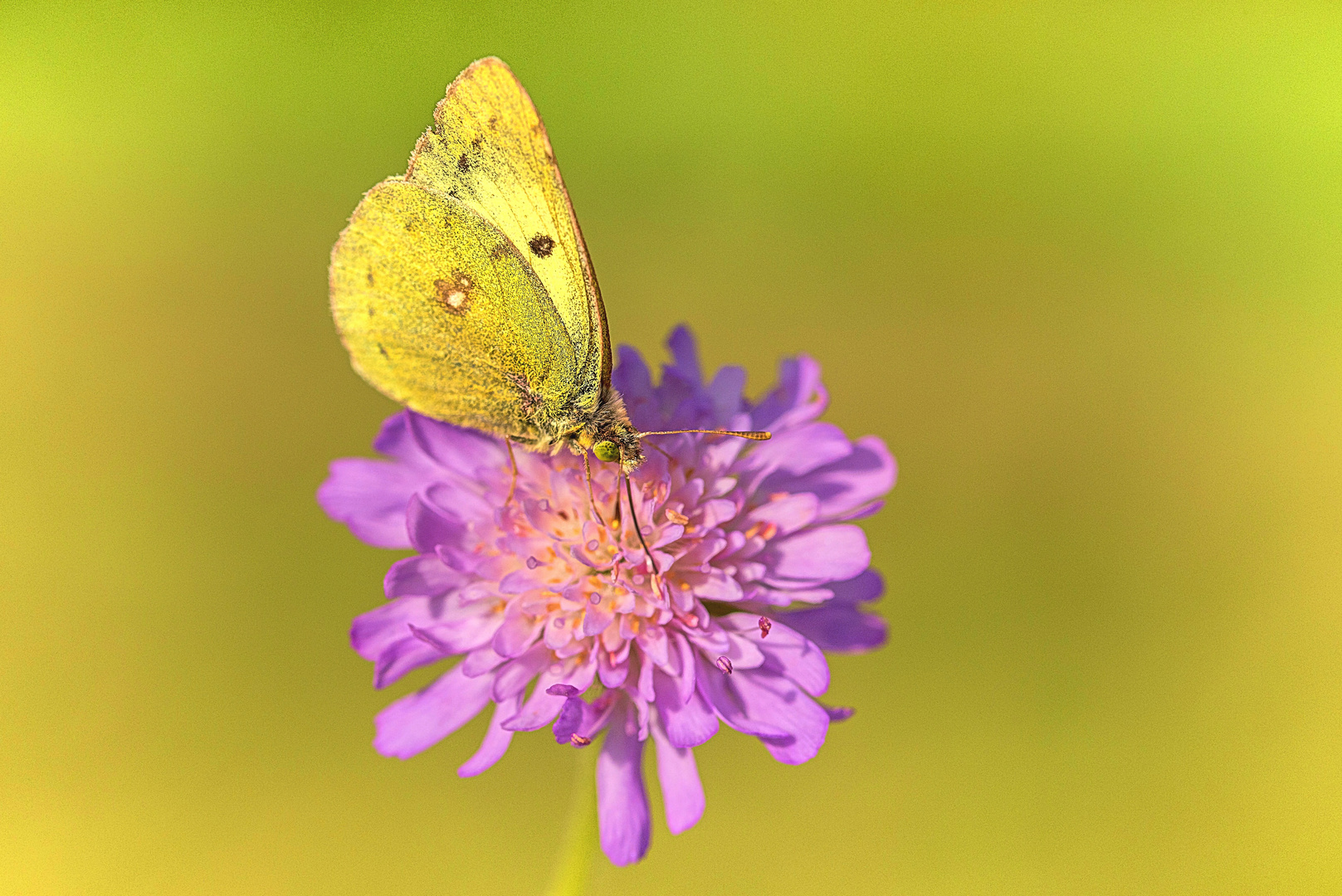 Schmetterlinge weinen nicht – sie sterben leise! (3) – Goldene Acht solo (2)