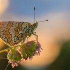 Schmetterlinge weinen nicht – sie sterben leise! (7) - Wegerich-Scheckenfalter