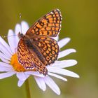 Schmetterlinge weinen nicht – sie sterben leise! (8) - Wegerich-Scheckenfalter