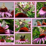 Schmetterlinge wo hin man sieht