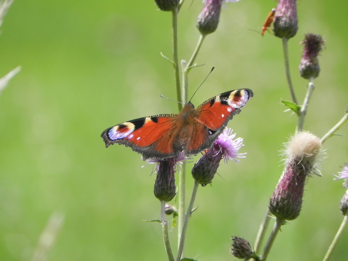 Schmetterlinge-wunderschön-