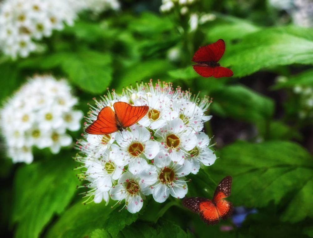 Schmetterlinge zu Besuch