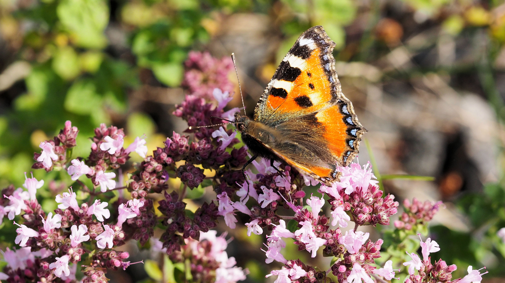 Schmetterlinge zu Besuch … 