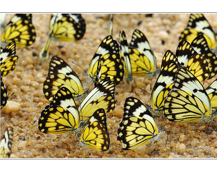 Schmetterlinge zu Hunderten