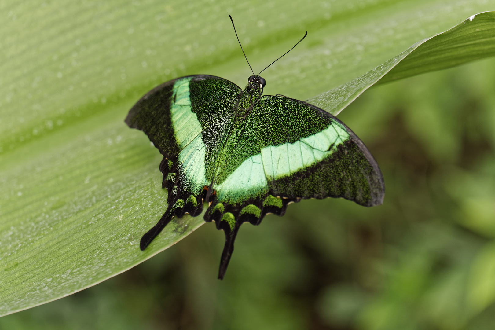 Schmetterlinge19 2/4