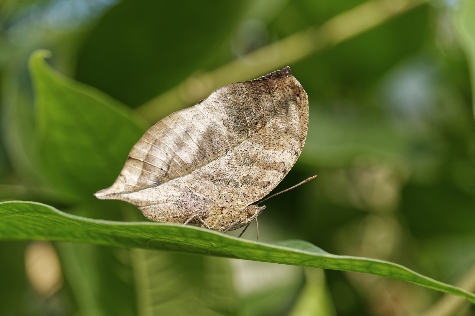 Schmetterlinge19 3/4