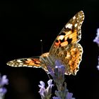 Schmetterlinge_24