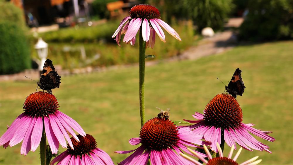 Schmetterlinge/Bienen