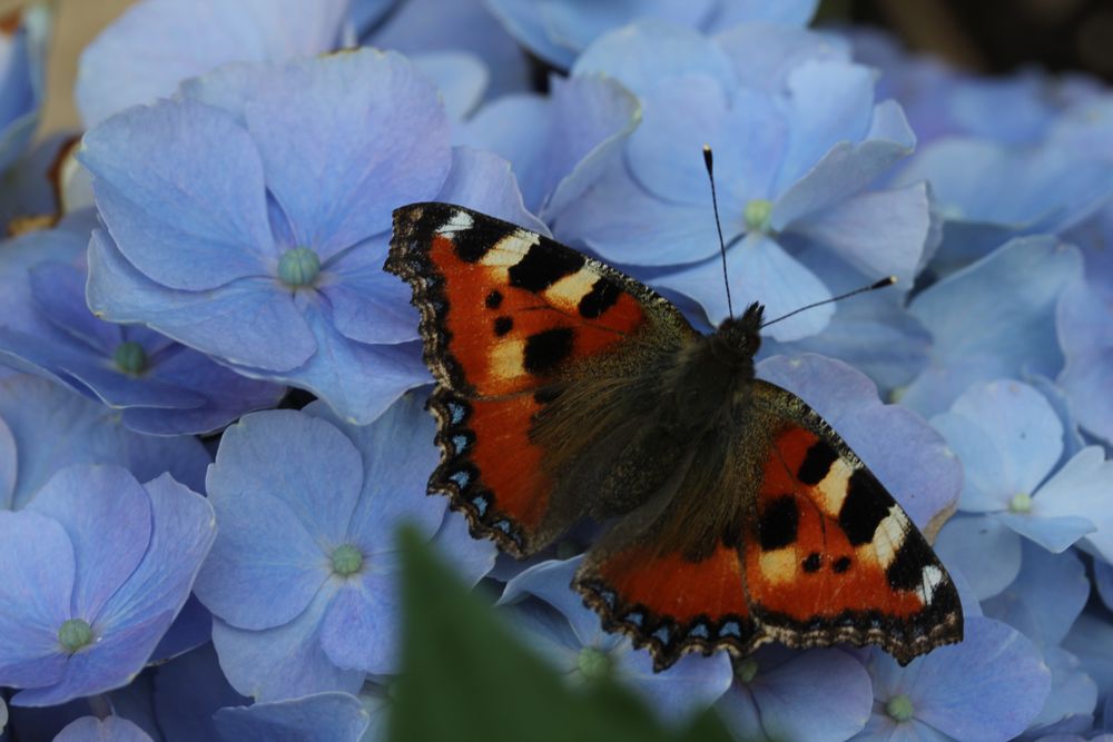 ...Schmetterlinge....kleine Wunder der Natur