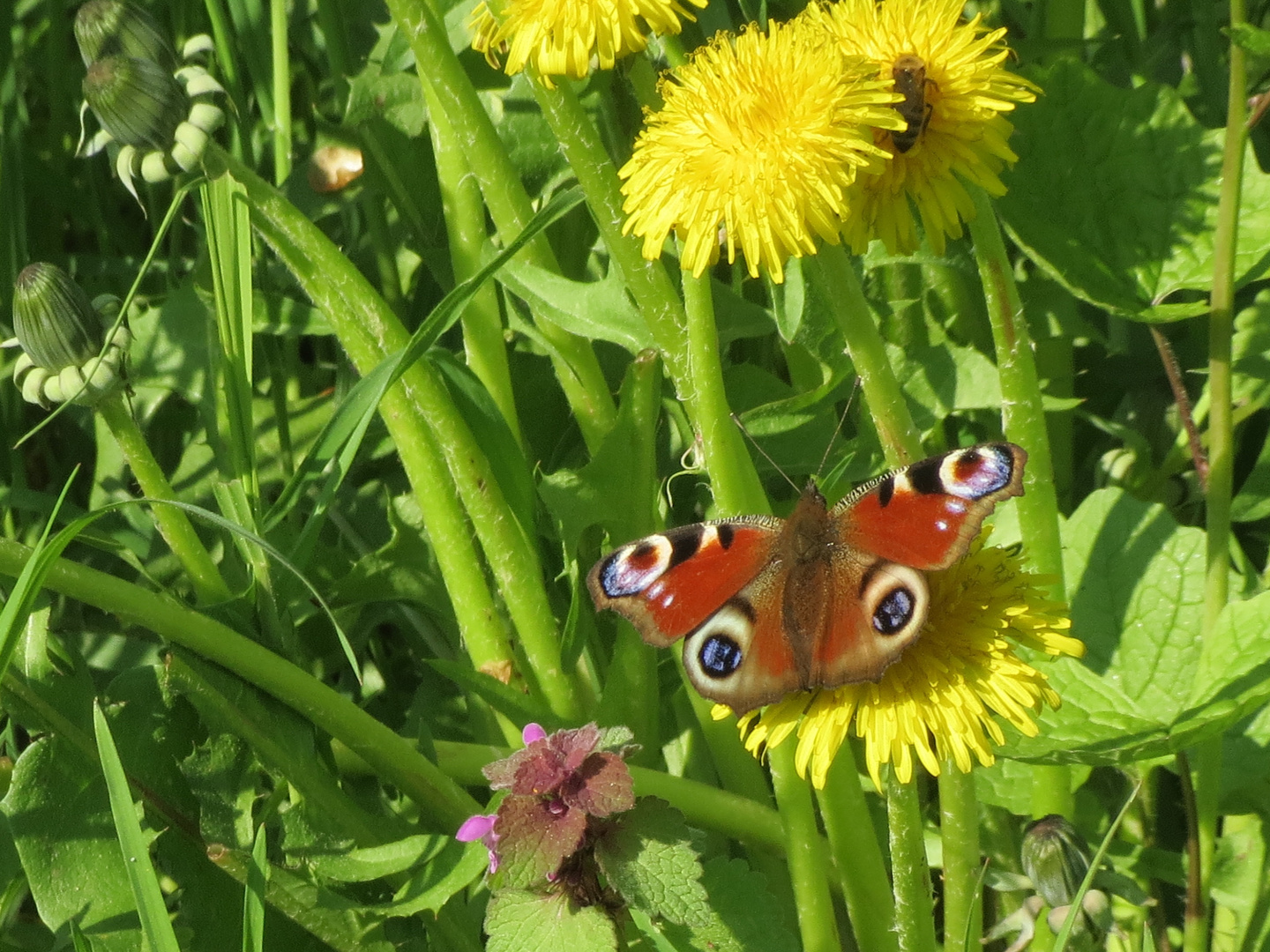 Schmetterling...endlich Frühling