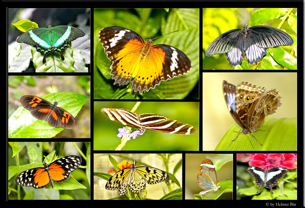 Schmetterlingepracht auf der Mainau