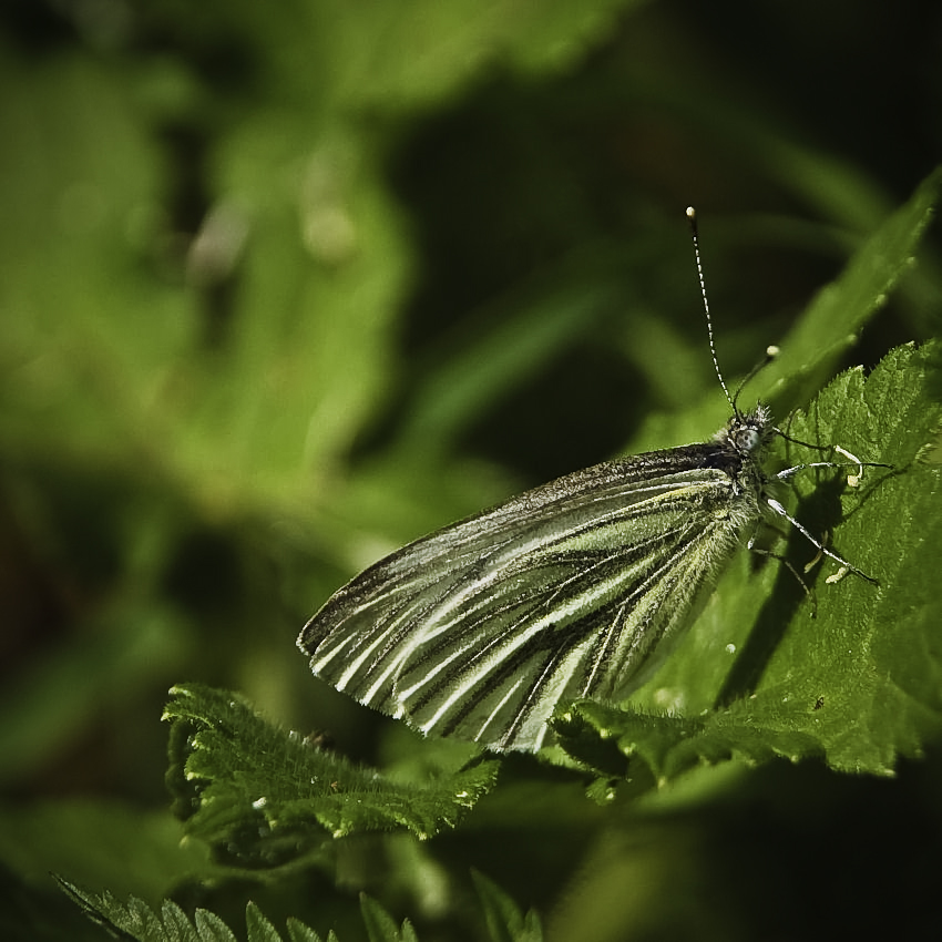 ....... " Schmetterling......Falter.......Motte......."!