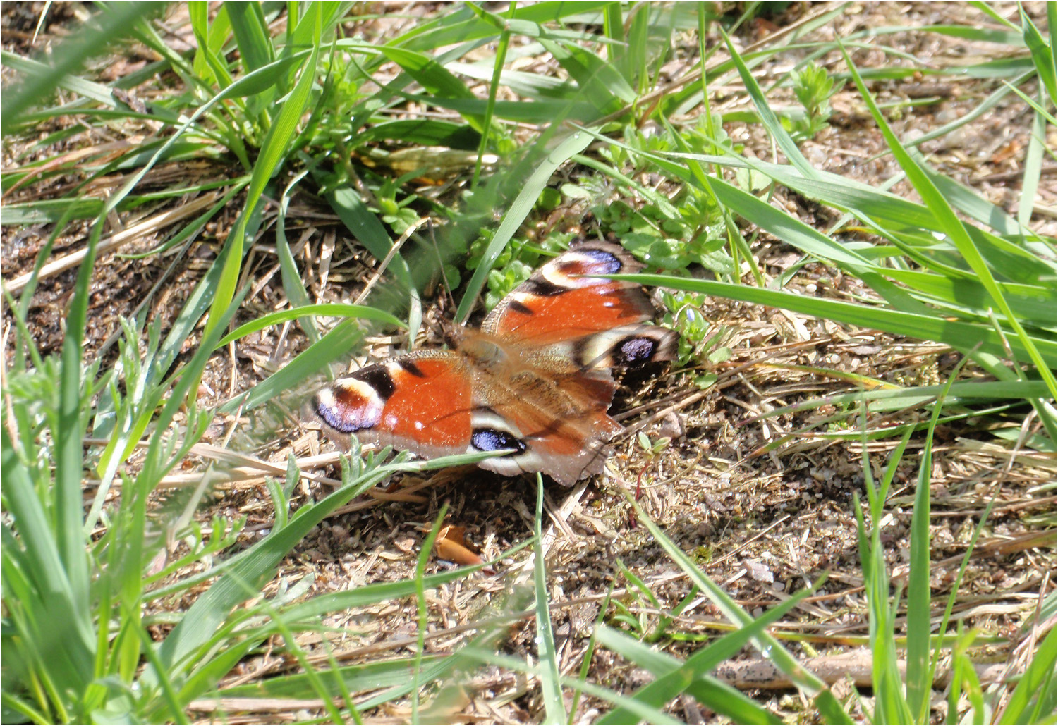 Schmetterling_Faltern