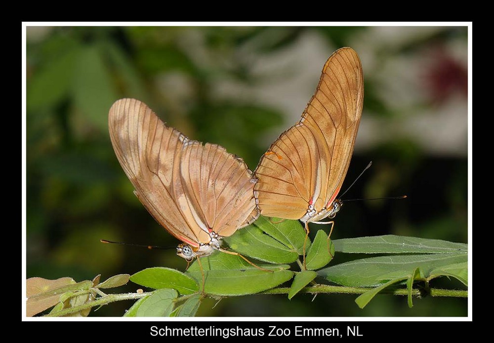 Schmetterlinggarten / ZOO Emmen NL