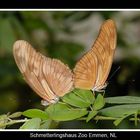 Schmetterlinggarten / ZOO Emmen NL