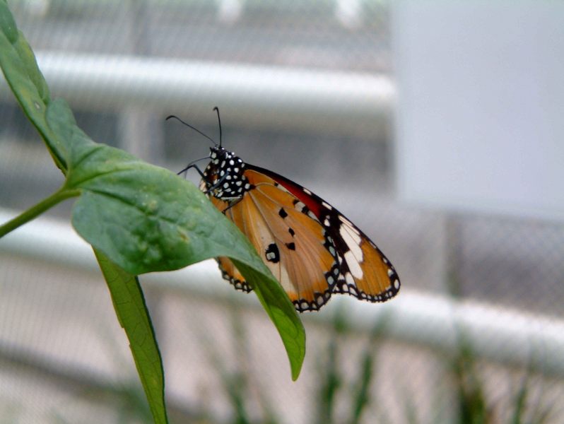 Schmetterlinghaus Botanischer Garten München