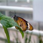 Schmetterlinghaus Botanischer Garten München