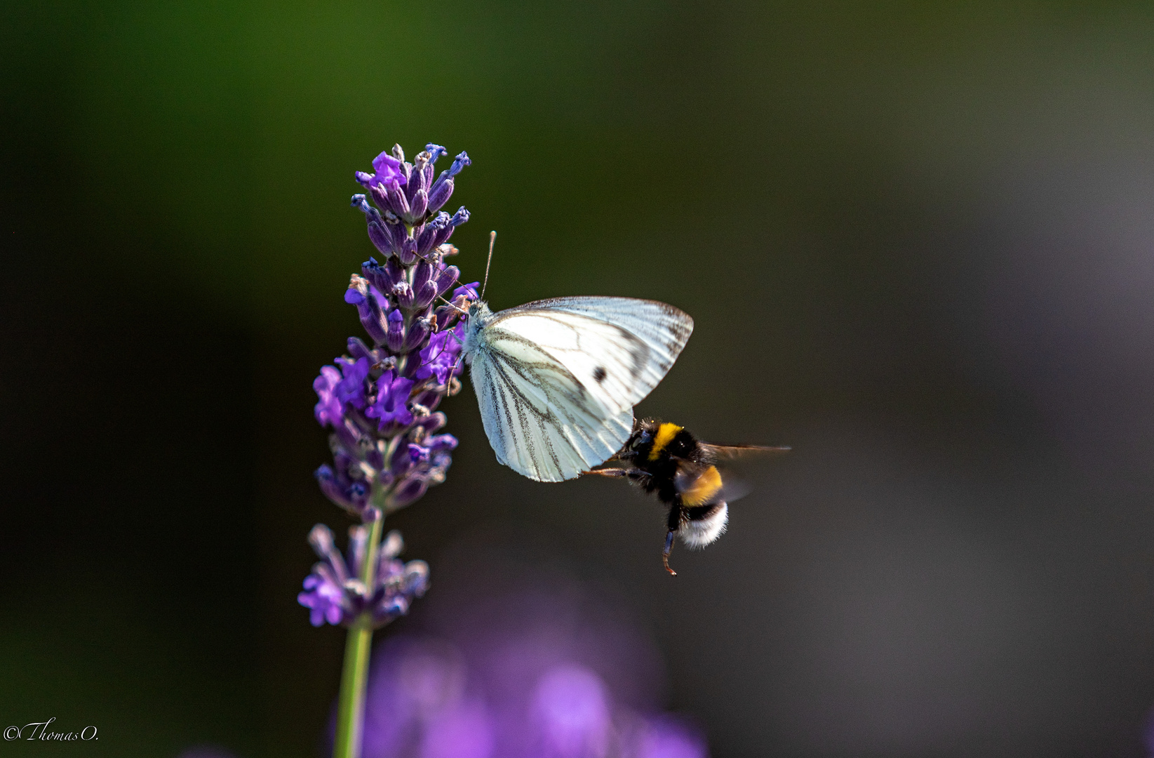 Schmetterling+Hummel