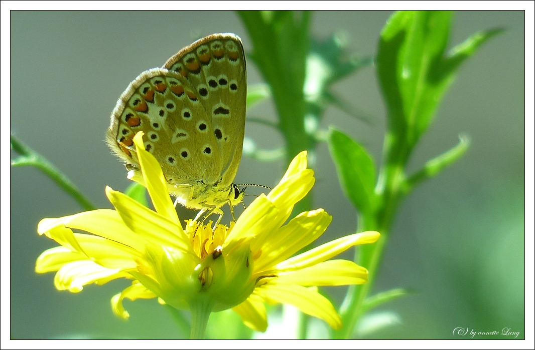 Schmetterling_Kroatien_2