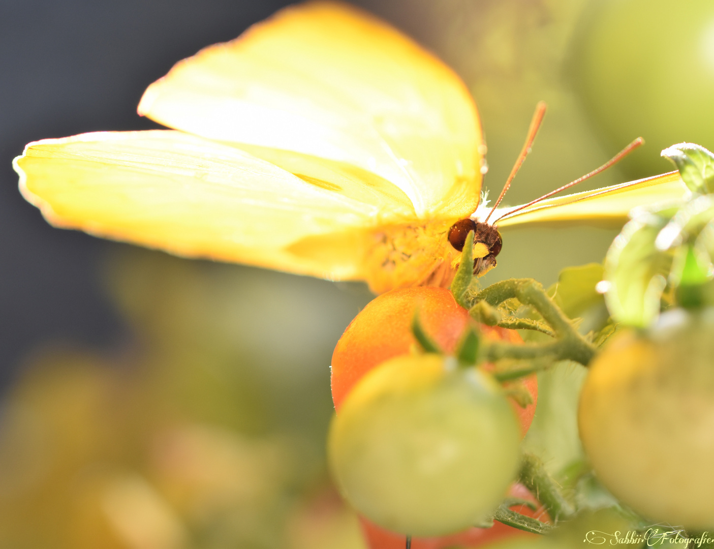 •Schmetterling•Makro•