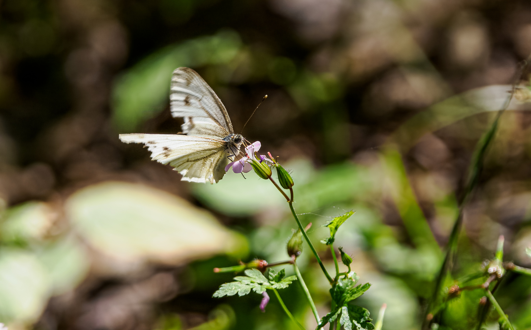 Schmetterling_P8231427 (?)