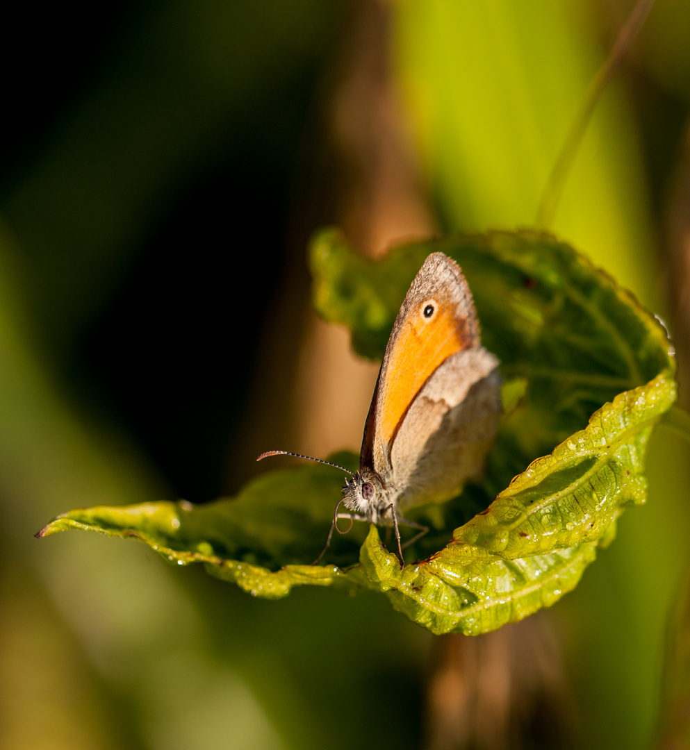 Schmetterlingpause