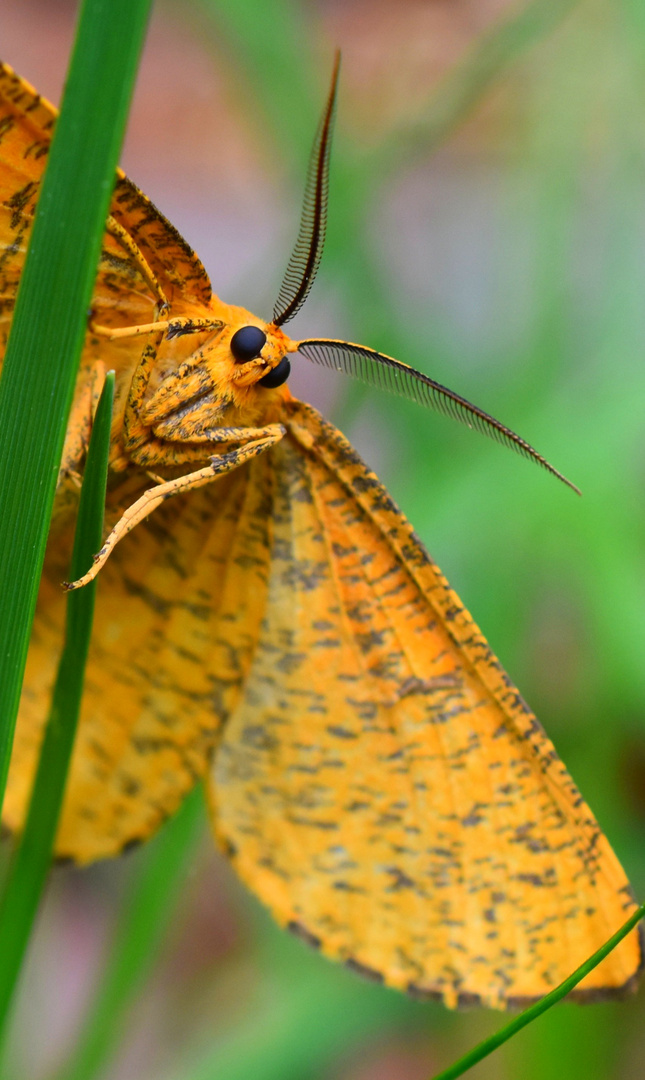 Schmetterlingportrait