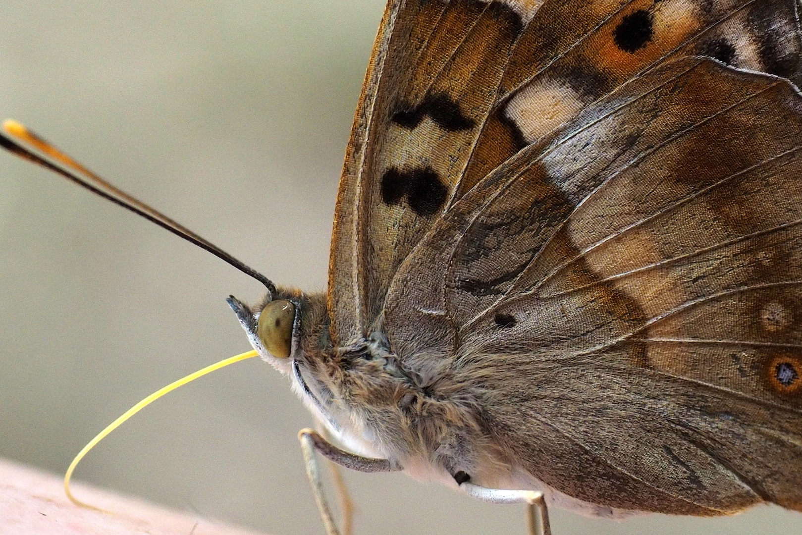 Schmetterling:rüsselnd